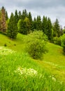 Forest on grassy hillside in springtime Royalty Free Stock Photo