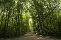 Forest gravel road on a sunny summer afternoon