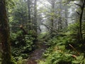Great Smoky Mountains foggy forest after rainfall. Royalty Free Stock Photo