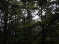 Great Smoky Mountains foggy forest after rainfall. Royalty Free Stock Photo