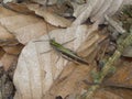 Green big grasshopper in the forest Royalty Free Stock Photo