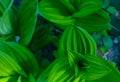 Forest green colorful leaves closeup. Photo depicts macro view o