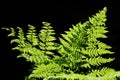 Forest Green Fern Royalty Free Stock Photo
