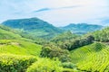 Forest and green fields of tea garden plantations on the hills landscape, Munnar, Kerala, South India Royalty Free Stock Photo