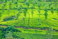 Forest and green fields of tea garden plantations on the hills landscape, Munnar, Kerala, South India Royalty Free Stock Photo