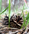 Forest on green grass cones Royalty Free Stock Photo