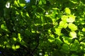 Forest green leaves under the sun view