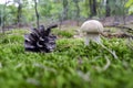 Forest, green lichens. Boletus edulis