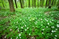 Forest green meadow with white anemone flowers, eastern Poland Royalty Free Stock Photo
