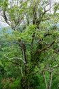 Forest. Green mountain forest landscape. Misty mountain forest. Fantastic forest landscape. Royalty Free Stock Photo