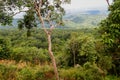 Forest. Green mountain forest landscape. Misty mountain forest. Fantastic forest landscape. Royalty Free Stock Photo