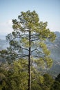 Forest of green pine trees on mountainside Royalty Free Stock Photo
