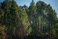 Forest of green pine trees on mountainside, Natural Forest Royalty Free Stock Photo