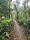 Forest green rain wet street tracking nature morning stone nice leaf great incredible landscape