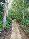 Forest green rain wet street tracking nature morning stone nice leaf great incredible landscape