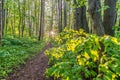 forest in green, sunset through leaves Royalty Free Stock Photo