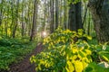 forest in green, sunset through leaves Royalty Free Stock Photo