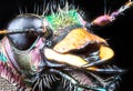 Forest green tiger beetle extremal closeup on black Royalty Free Stock Photo