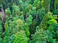 forest, green, tree, nature, trees, landscape, plant, sky, summer, woods, mountain, wood, leaf, leaves, pine, grass, hill, park Royalty Free Stock Photo