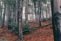 Forest with green trees red leaves and rocks in Thuringian Forest in October near Suhl Royalty Free Stock Photo