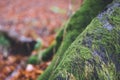 Forest with green trees red leaves and rocks in Thuringian Forest in October near Suhl Royalty Free Stock Photo