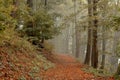 Forest with green trees red leaves and rocks in Thuringian Forest in October near Suhl Royalty Free Stock Photo