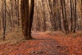 Forest with green trees red leaves and rocks in Thuringian Forest in October near Suhl Royalty Free Stock Photo