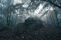 Forest with green trees red leaves and rocks in Thuringian Forest in October near Suhl Royalty Free Stock Photo