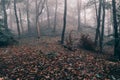 Forest with green trees red leaves and rocks in Thuringian Forest in October near Suhl Royalty Free Stock Photo