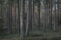 Forest with vegetation in Tiveden National Park in Sweden