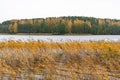 Forest with green, yellow and orange trees and reeds, lake or river, wonderful autumn landscape