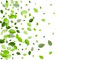 Forest Greens Abstract Vector Concept. Motion