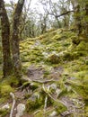 A forest at the Greenstone Track in New Zealand