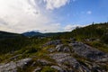 Forest in the Gros Morne