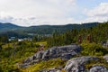 Forest in the Gros Morne