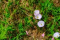 Forest ground background, flowers and grass Royalty Free Stock Photo