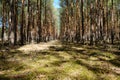 Forest ground closeup - coniferous trees landscape