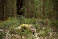 Forest with ground covered by small conifers in a Swedish nature reserve