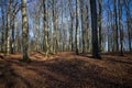 Forest ground path with high sunny leafless trees Royalty Free Stock Photo