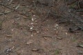 Forest ground pine texture detail roots cones, spruce trees Royalty Free Stock Photo