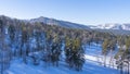 The forest grows on a snow-covered hillside. Royalty Free Stock Photo