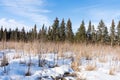 Forest growth on abondoned farmland