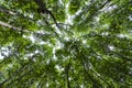 Forest growth trees. nature green mangrove forest backgrounds Royalty Free Stock Photo