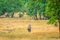 Forest guard patrolling the park on elephant Royalty Free Stock Photo