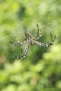 Forest Guardian, Big Spider On the Spinner Royalty Free Stock Photo