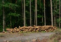 Forest harvest, deforestation as a cause of climate change, logging area in the forest with a large pile of wood logs, cut down Royalty Free Stock Photo