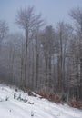 Forest in haze with trees in hoarfrost