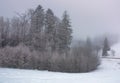 Forest in haze with trees in hoarfrost Royalty Free Stock Photo