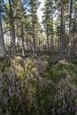 Forest of Heather at Carrbridge in the Highlands of Scotland