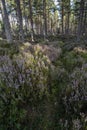 Forest of Heather at Carrbridge in the Highlands of Scotland